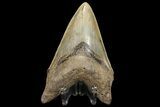 Serrated, Lower Fossil Megalodon Tooth - Georgia #78186-1